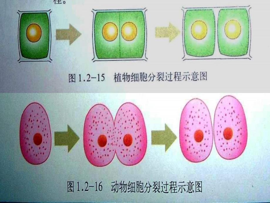 沪科版生命科学高二上第七章《细胞分裂与分化》PPT课件3.ppt_第3页