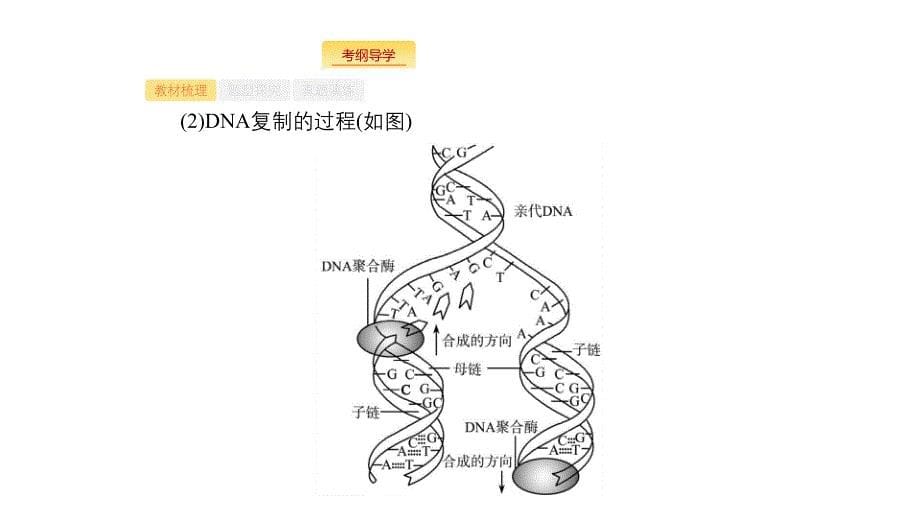 生物新优化浙江大一轮课件：第六部分 遗传的分子基础 19 .pptx_第5页