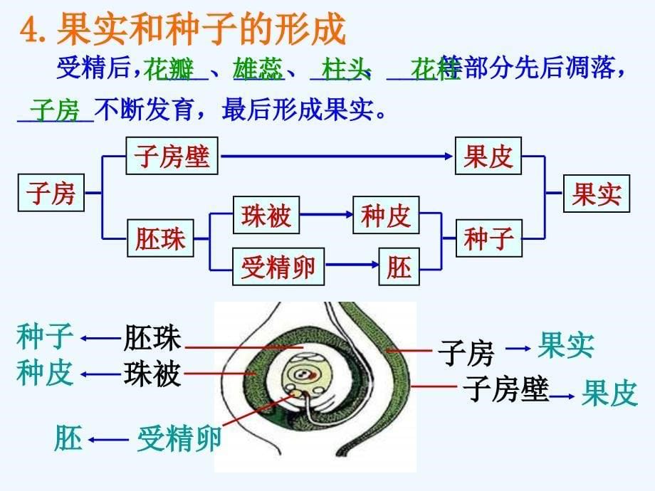 浙教版科学七下《植物生殖方式的多样性》ppt课件1.ppt_第5页