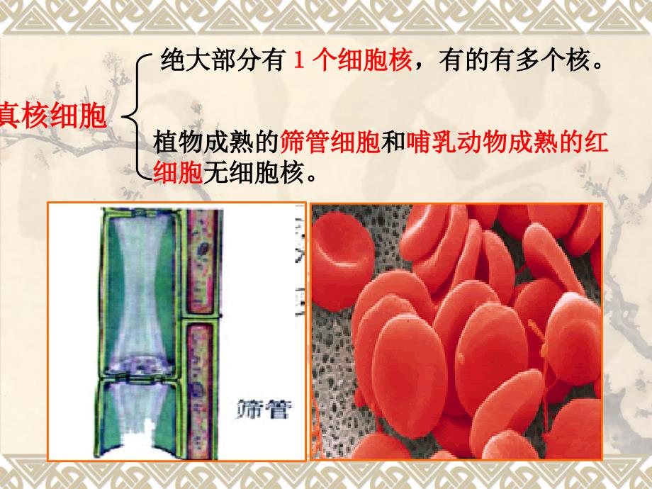 必修1 第3章 第3节细胞核——系统的控制中心_第3页