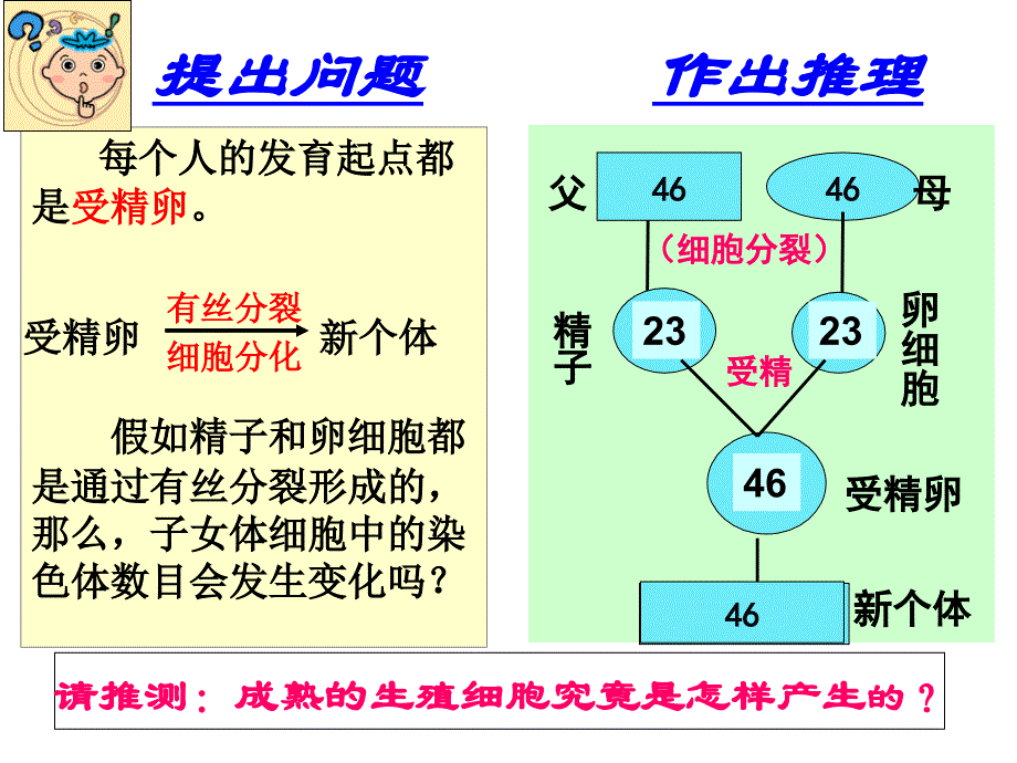 减数分裂和受精作用教学课件高中生物_第2页