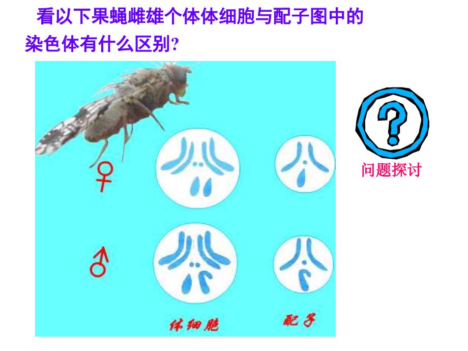 减数分裂和受精作用教学课件高中生物_第3页