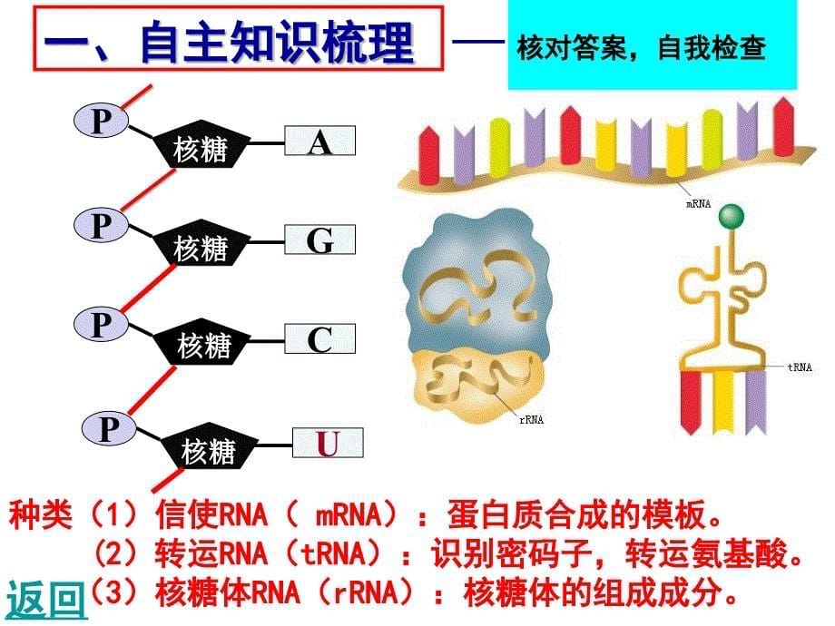 基因的表达--一轮复习【公开课教学PPT课件高中生物】_第5页