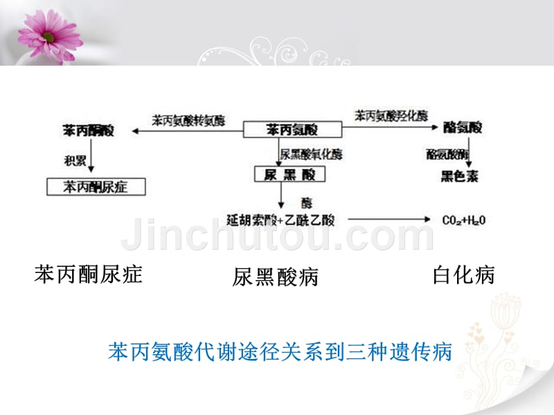 生物浙科必修2课件1：6.4 遗传病和人类未来 .pptx_第5页