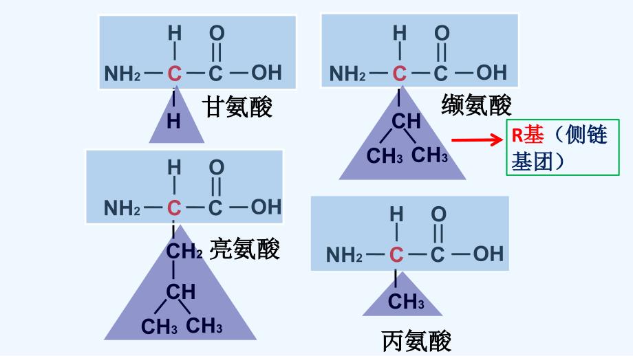 陕西省蓝田县城关中学人教高一生物必修一课件：第二章第2节生命活动的主要承担者2 .ppt_第4页