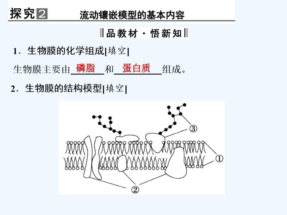 甘肃省武威第十八中学高一生物必修一教学课件：4.2 生物膜的流动镶嵌模型 练习 .ppt_第5页