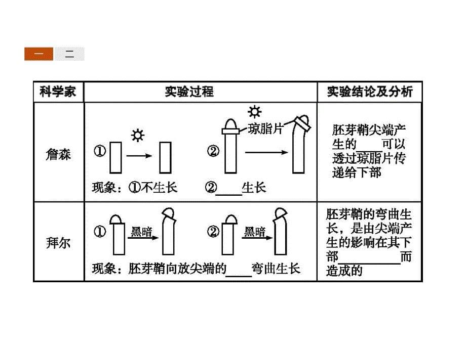 高中生物人教必修三同步配套课件：第3章 植物的激素调节3.1 .pptx_第5页