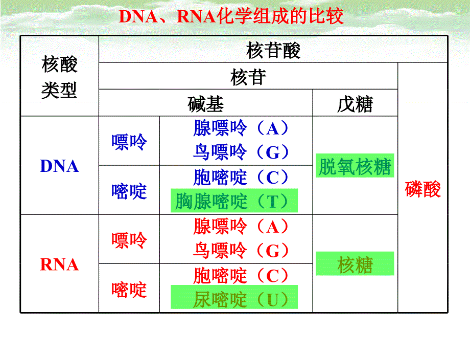 生物浙科必修2课件1：3.2 DNA的分子结构和特点 .pptx_第4页