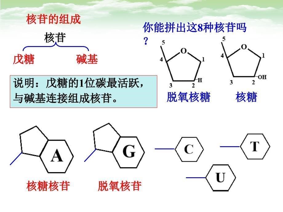 生物浙科必修2课件1：3.2 DNA的分子结构和特点 .pptx_第5页