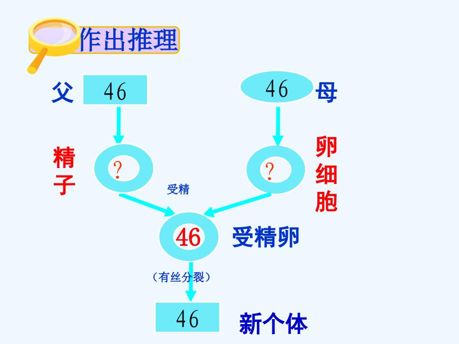 高中人教生物必修二课件：2.1.1 减数分裂 .ppt_第3页