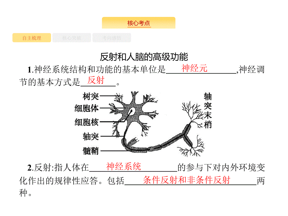 高考生物苏教一轮复习课件：10.2神经调节 .pptx_第2页