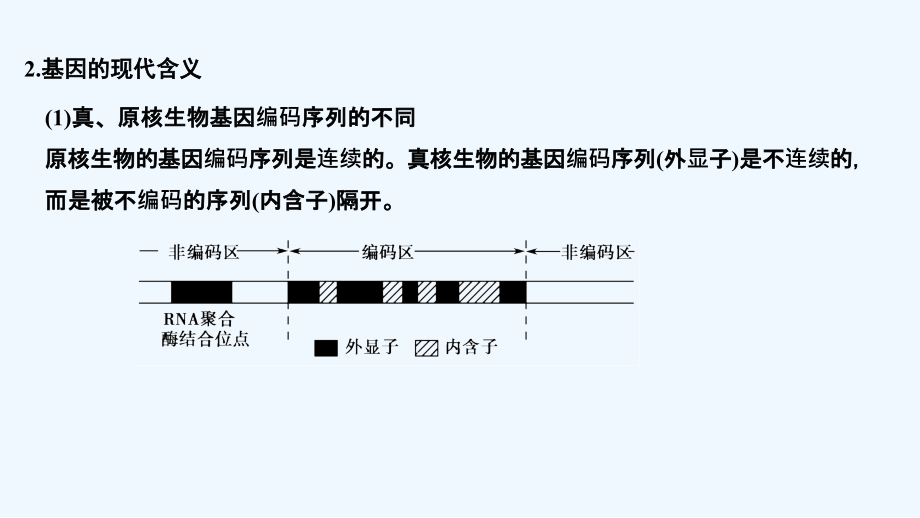 高考生物一轮复习中图课件：必修二 第七单元 第17讲基因对性状的控制 .ppt_第4页