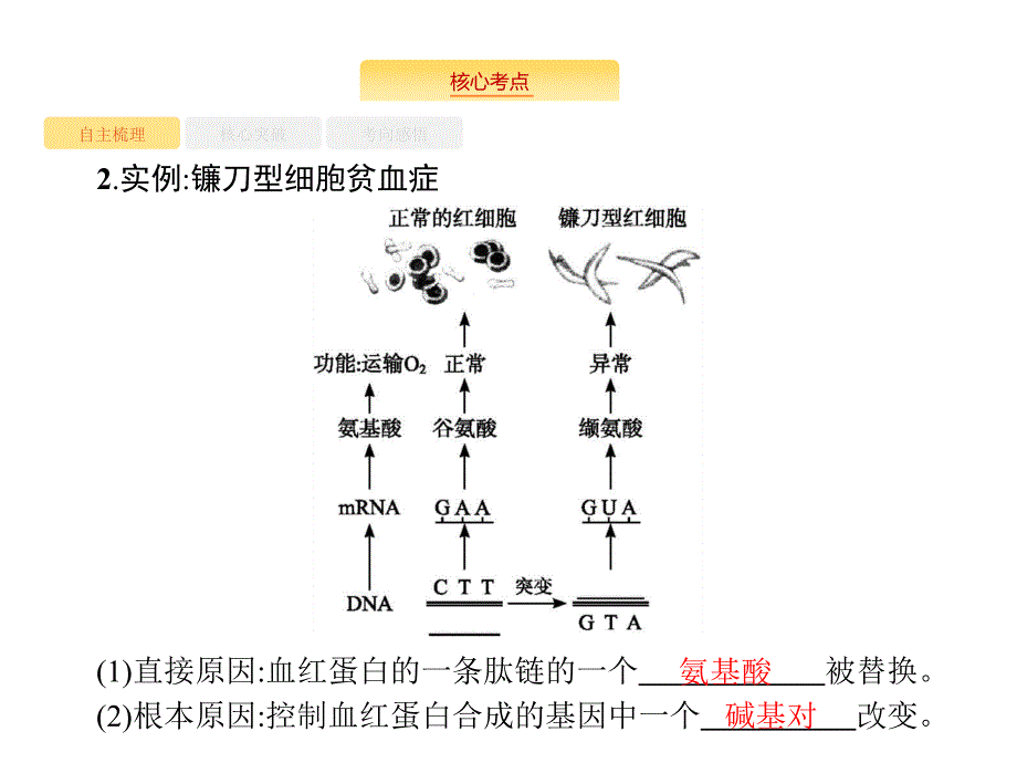 高考生物苏教一轮复习课件：8.1基因突变、基因重组、染色体变异 .pptx_第4页