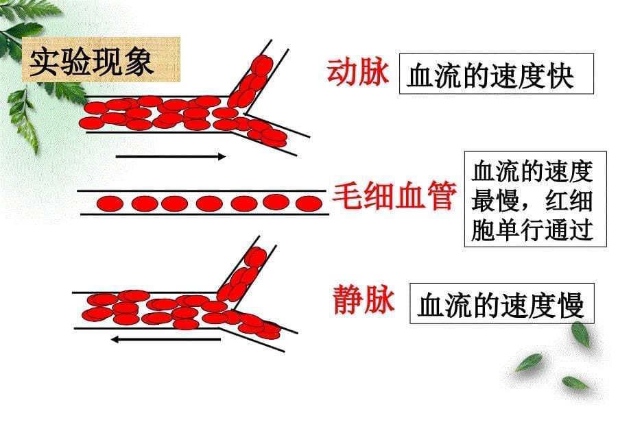 七年级生物下册4.4.2血流的管道__血管课件新新人教.ppt_第5页