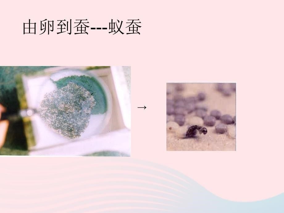 三年级科学下册动物的生命周期2蚕的生长变化课件2教科.ppt_第5页