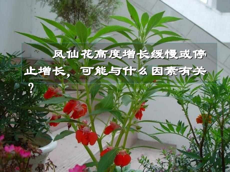 三年级科学下册植物的生长变化6开花了结果了课件教科(3).ppt_第4页