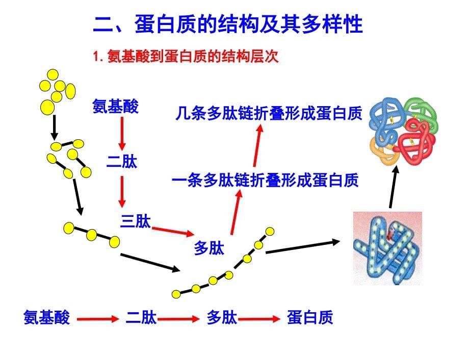 人教版高中生物必修1 第2章第2节生命活动的主要承担者—蛋白质（课件）.ppt_第5页