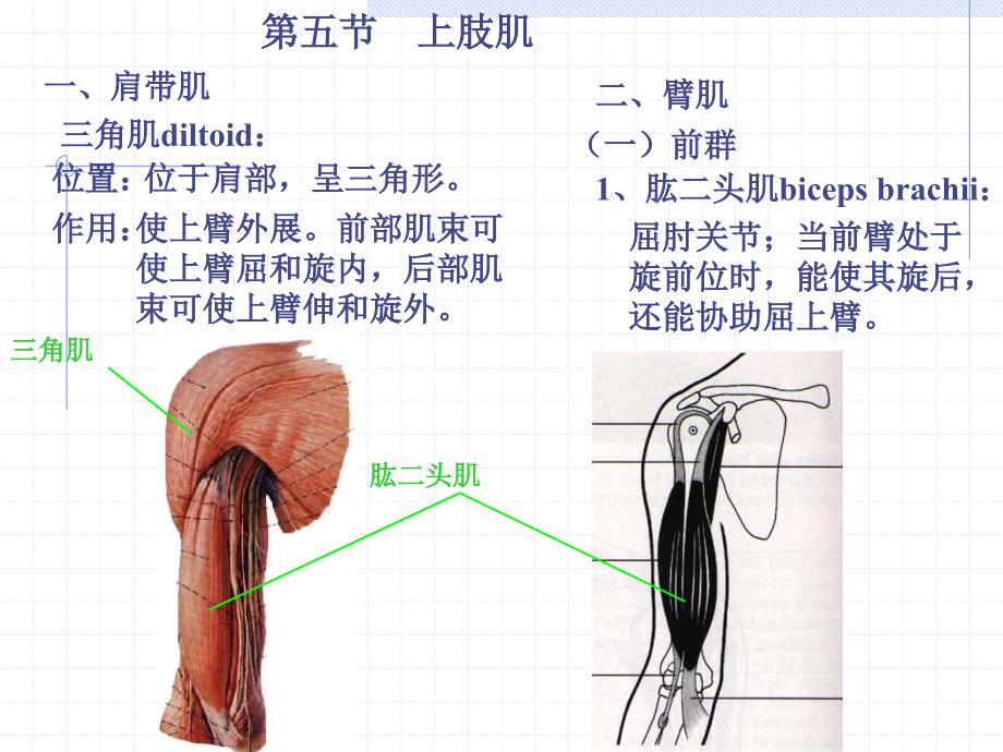 《人体解剖学》课件13上肢肌、下肢肌(1)_第3页