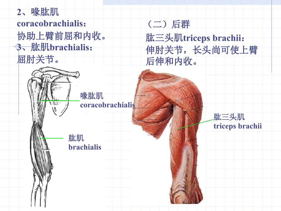 《人体解剖学》课件13上肢肌、下肢肌(1)_第4页