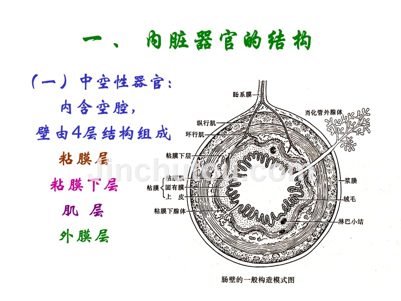 《人体解剖学》课件15消化系统1_第4页