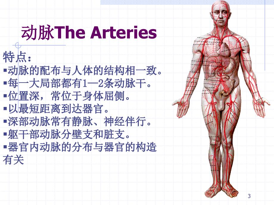 《人体解剖学》课件28、29动 脉 Artery_第3页