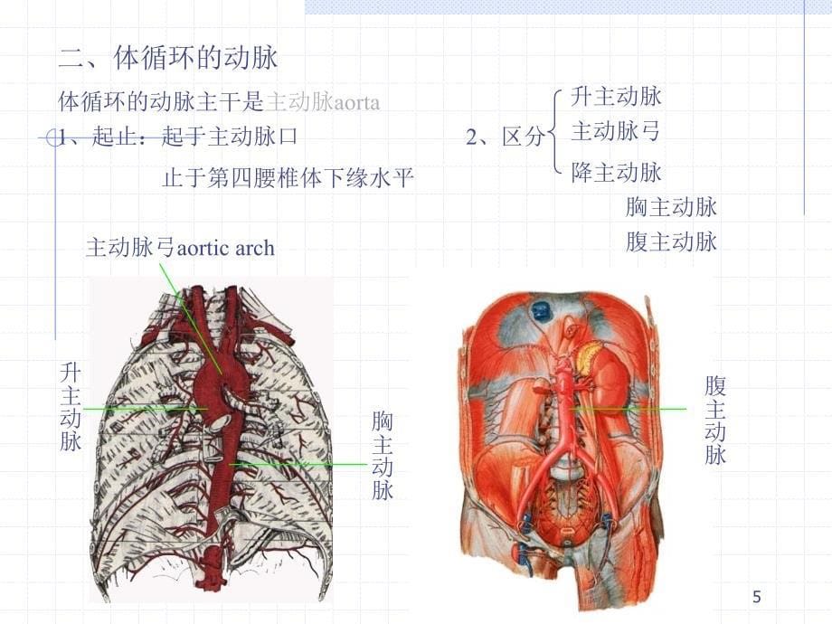 《人体解剖学》课件28、29动 脉 Artery_第5页