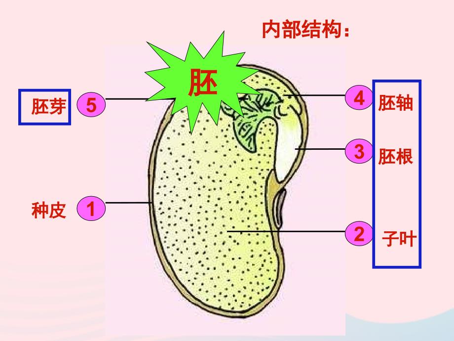 四年级科学下册2新的生命5种子的萌发课件1教科.ppt_第4页