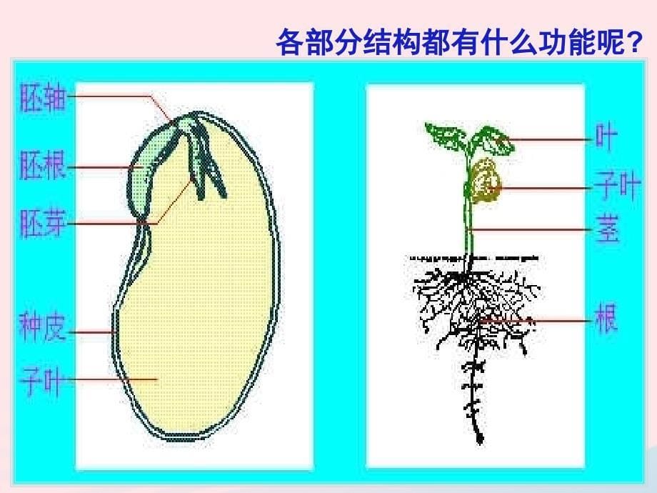 四年级科学下册2新的生命5种子的萌发课件1教科.ppt_第5页