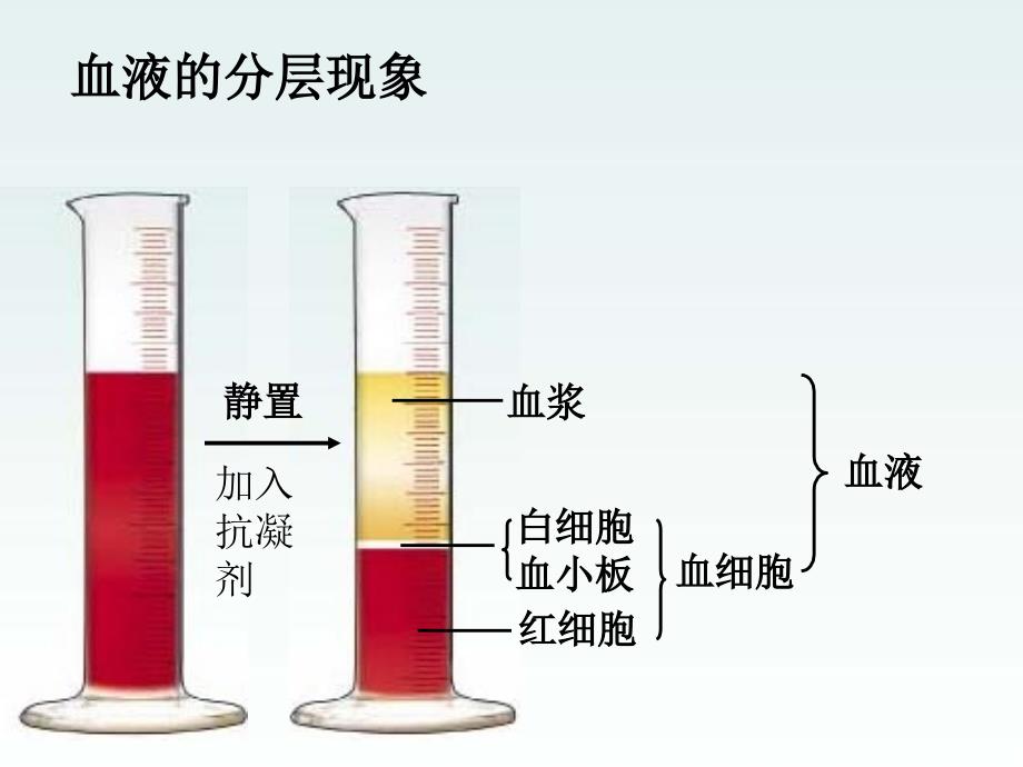 山东省邹平县实验中学七年级生物下册 第三章 人体内的物质运输课件 （新版）济南版_第3页