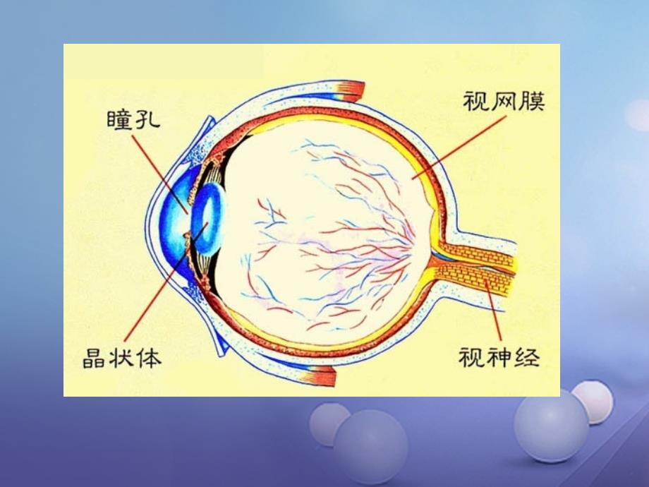 八年级科学下册 2.4 眼的成像原理 视力的矫正课件 （新版）华东师大版_第4页