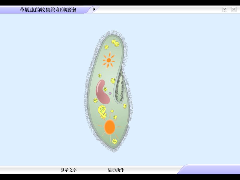 草履虫的收集管和伸缩泡动画演示ppt模板_第3页