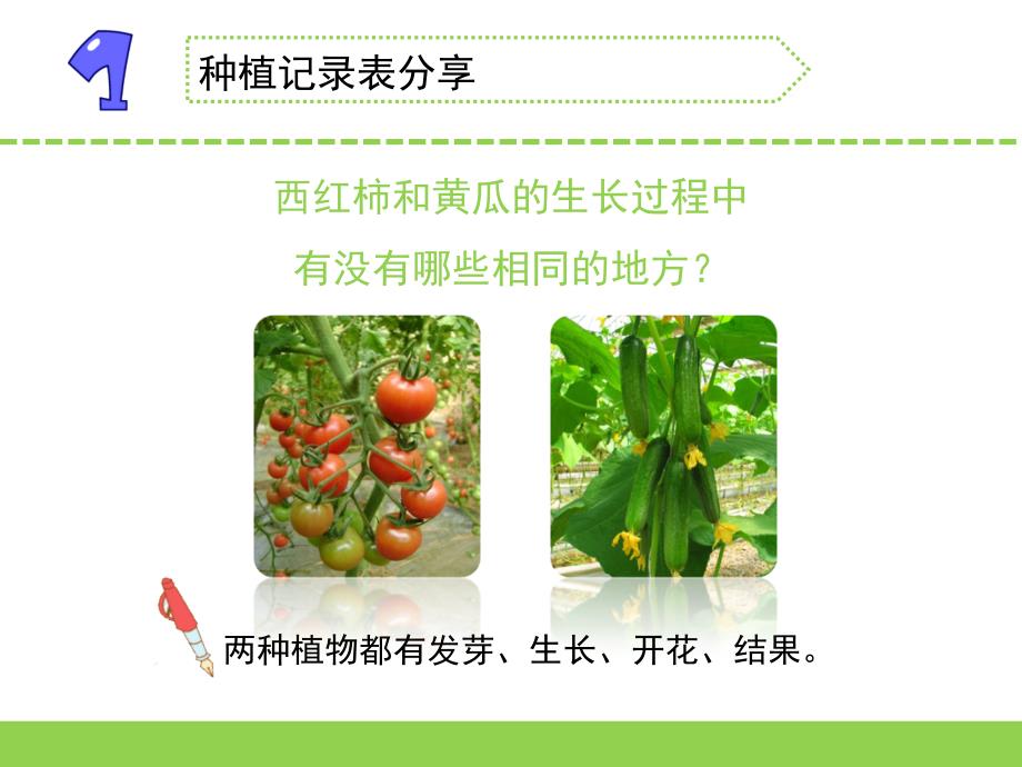 最新2020年苏教版小学科学三年级下册第一单元《4.植物结果了》教学课件PPT_第3页