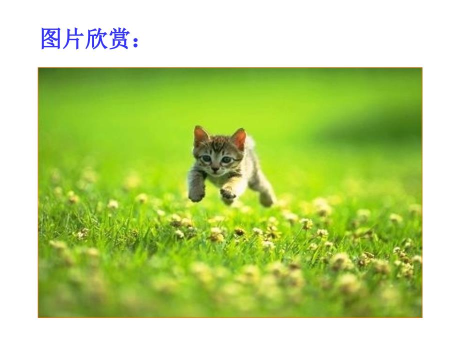 《猫》郑振铎ppt讲义最新版_第3页