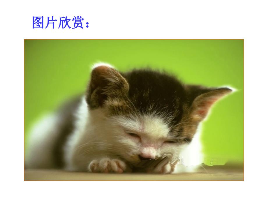 《猫》郑振铎ppt讲义最新版_第4页