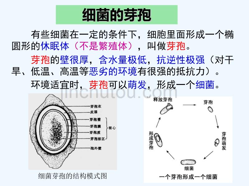 微生物实验室培养(公开课)_第4页