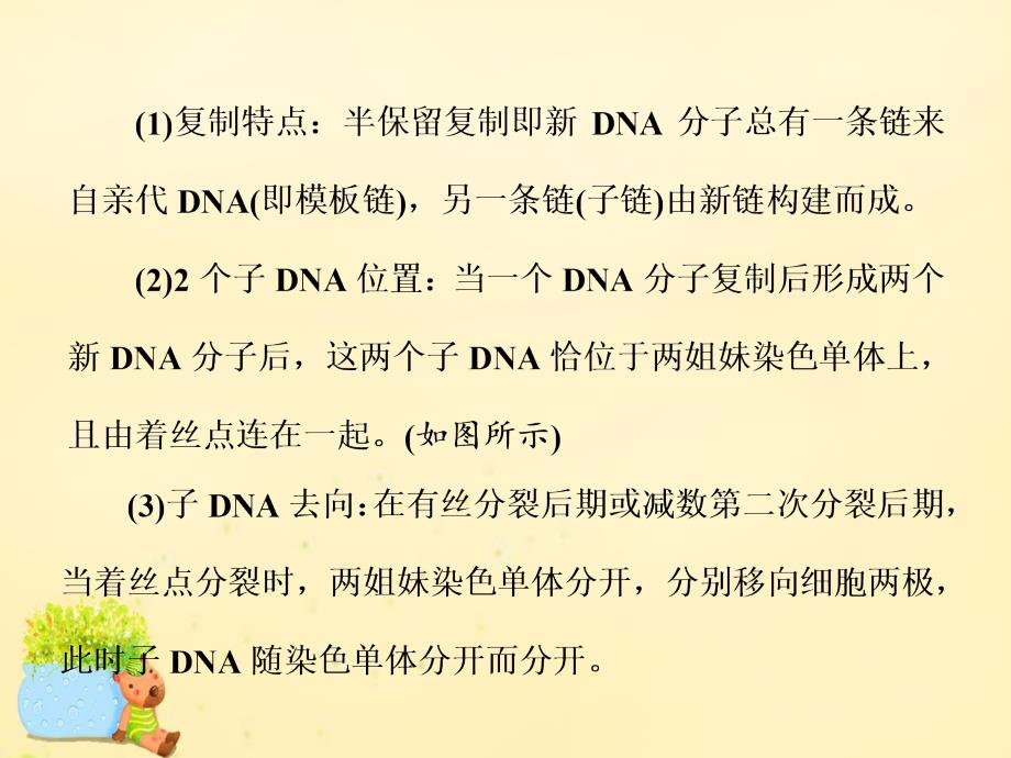 2017届高三生物一轮复习 巧用图解突破DNA复制与细胞分裂中染色体标记问题课件（必修2）_第2页