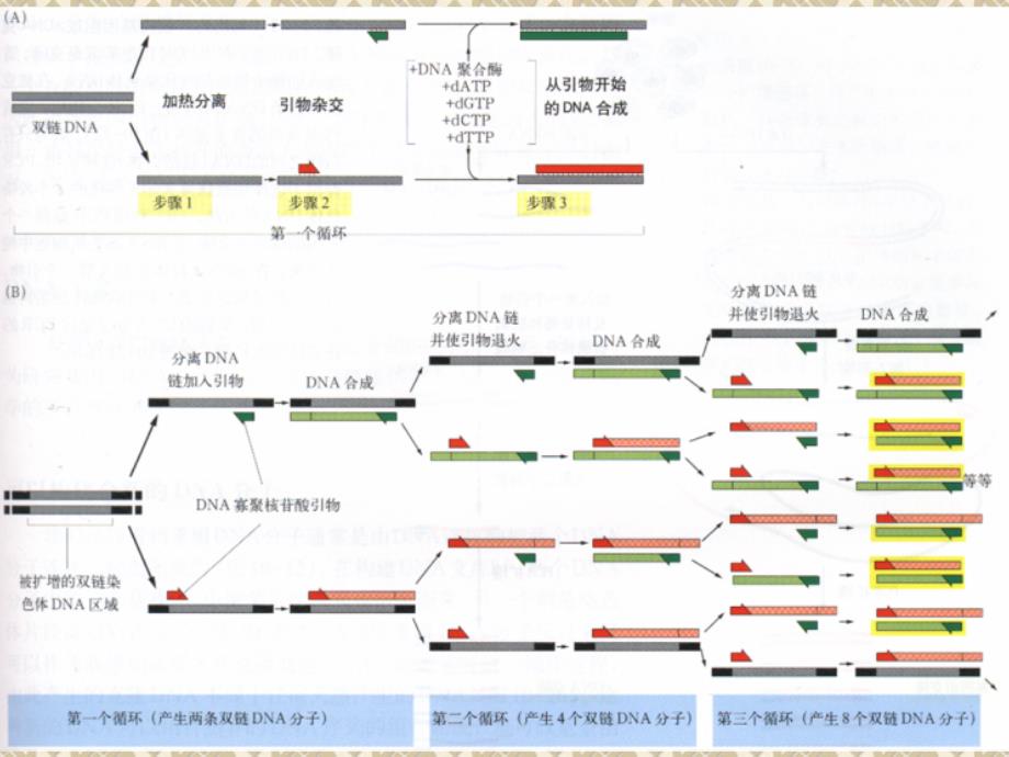 多重PCR技术_第4页