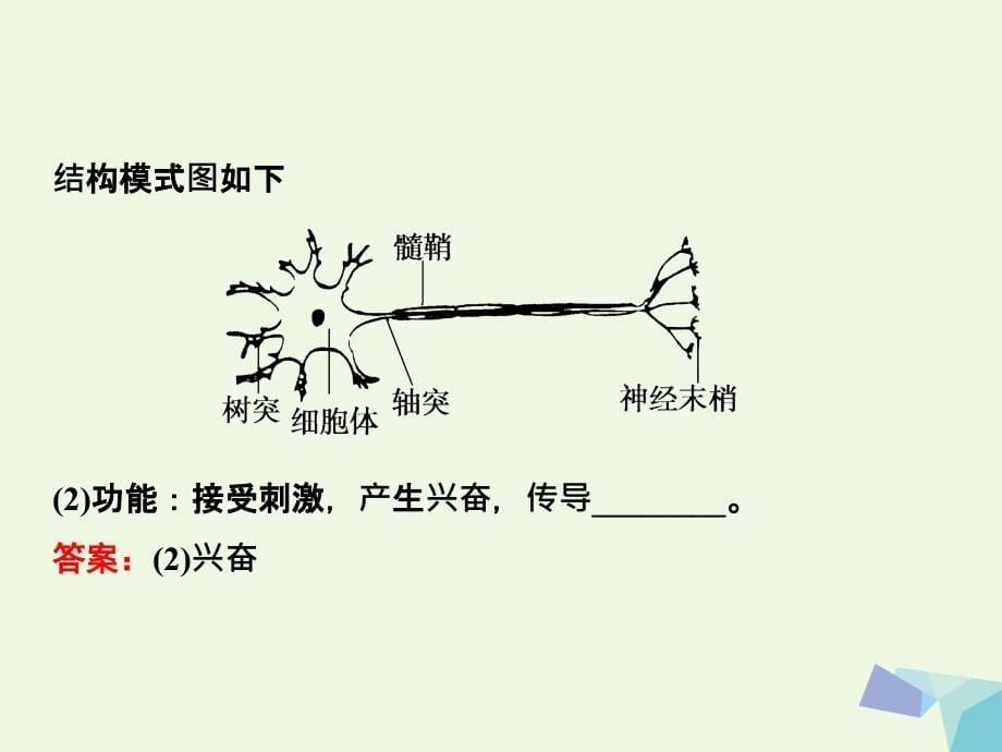 （新课标）2018年高考生物大一轮复习 第八单元 动植物生命活动的调节 8.2 神经调节课件_第5页