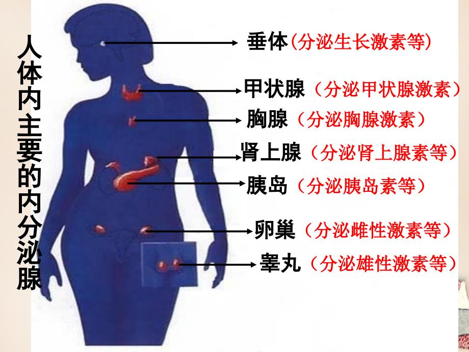 七年级生物下册 4.6.4 激素调节课件（2）（新版）新人教版_第4页