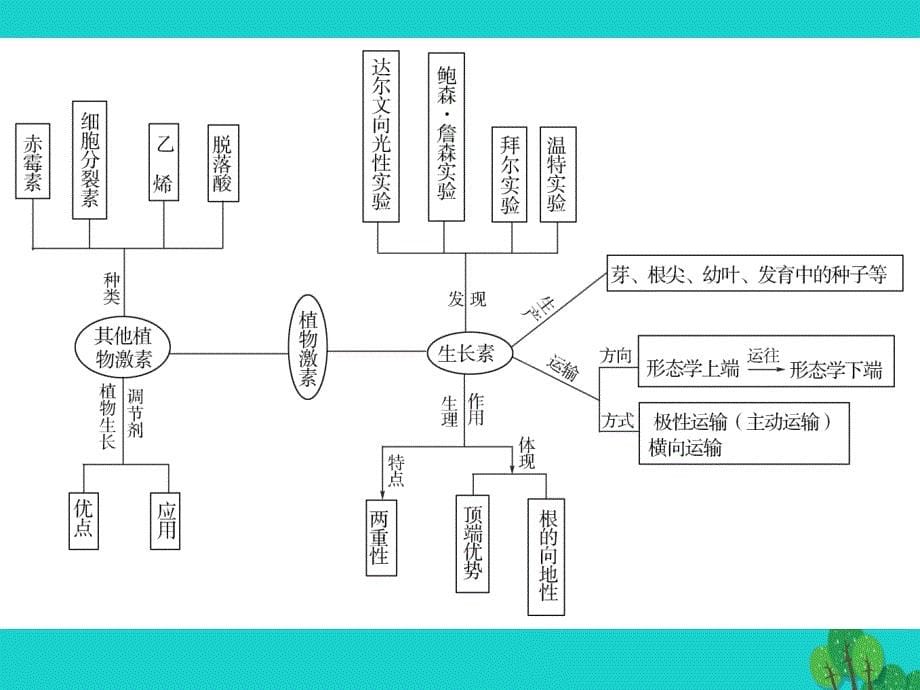 高三生物一轮复习 第三章 生长素的发现和生长素的生理作用（第1课时）精品优质课件（必修3）_第5页