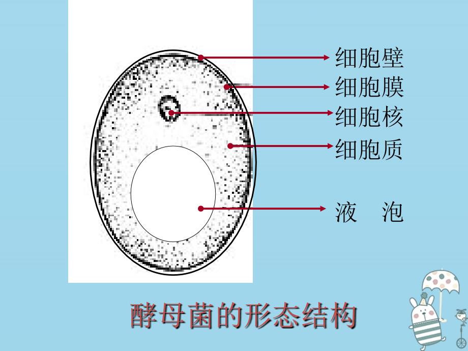 辽宁省凌海市2018年八年级生物上册 5.4.3真菌优质课件 （新版）新人教版_第4页