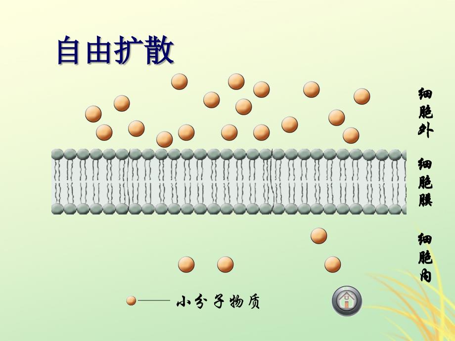 2019高中生物 专题4.3 物质的跨膜运输的方式同步优质课件 新人教版必修1_第4页