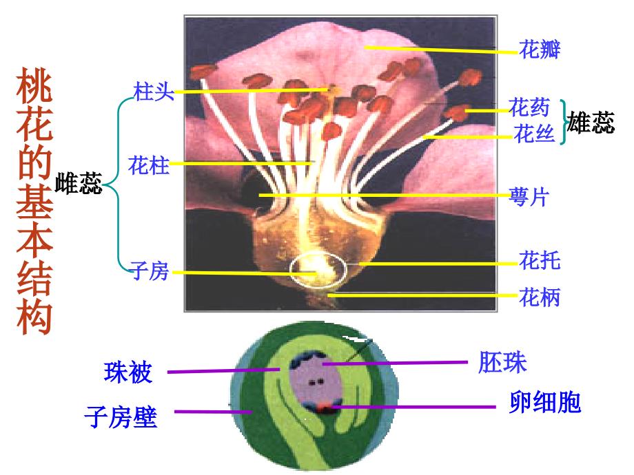 绿色植物及生物圈水循环07991_第1页