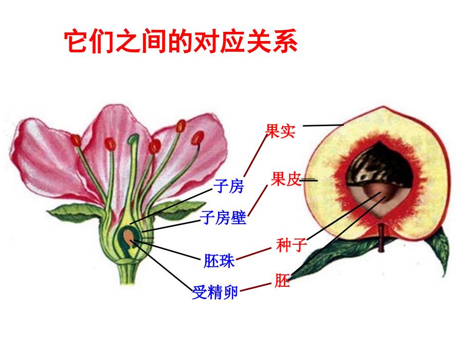 绿色植物及生物圈水循环07991_第3页