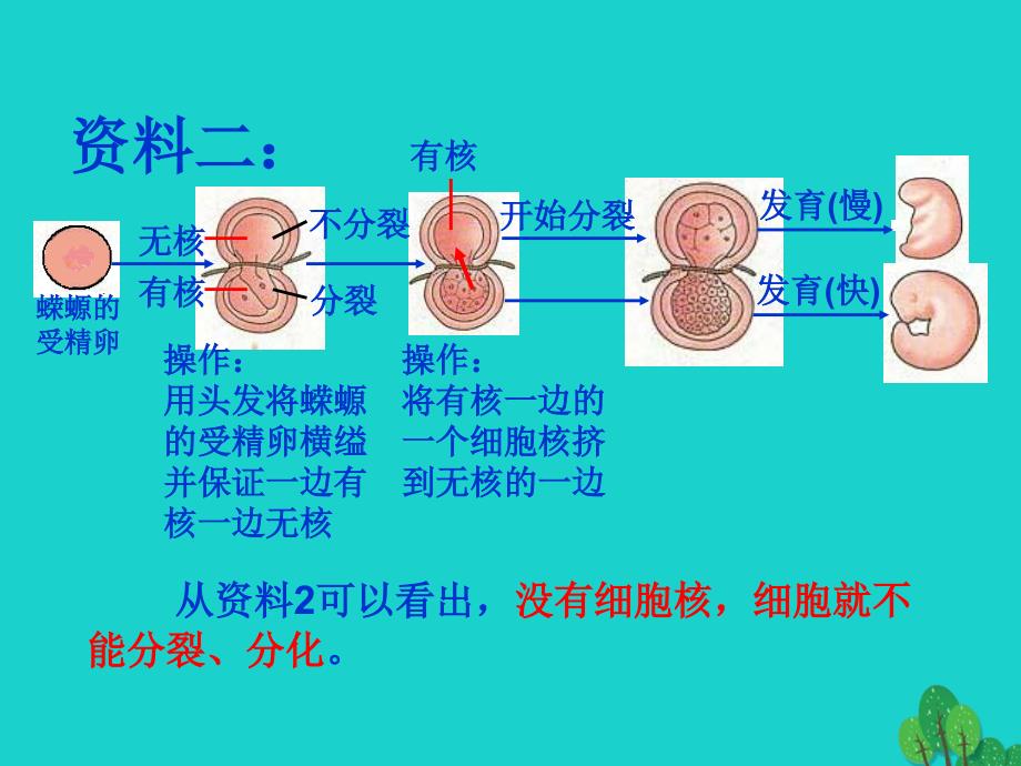 贵州省遵义市高一生物 细胞核—细胞的控制中心优质课件_第4页