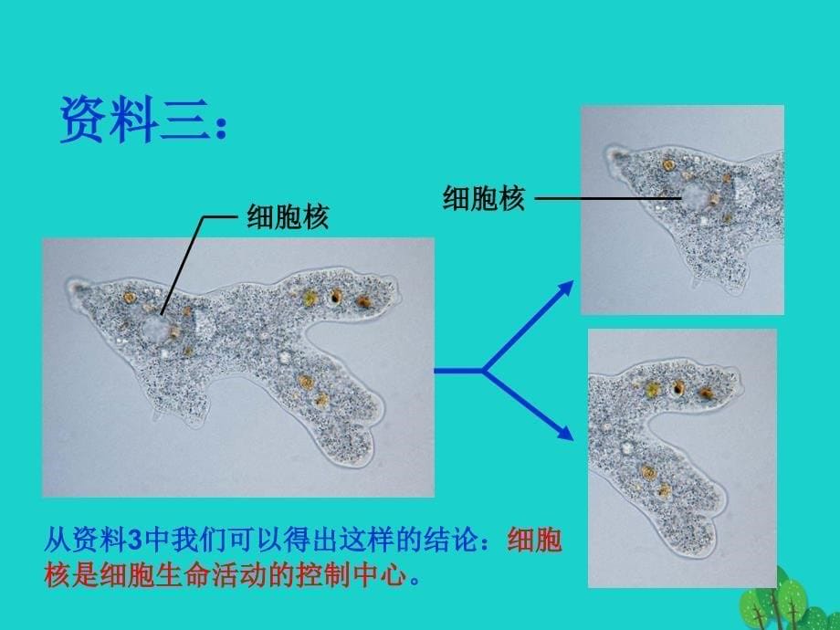 贵州省遵义市高一生物 细胞核—细胞的控制中心优质课件_第5页