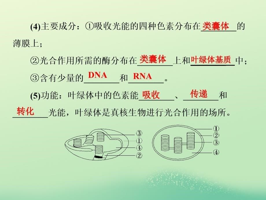 2019年高考生物一轮复习 1-1-3-10 光与光合作用（Ⅰ）优质课件_第5页