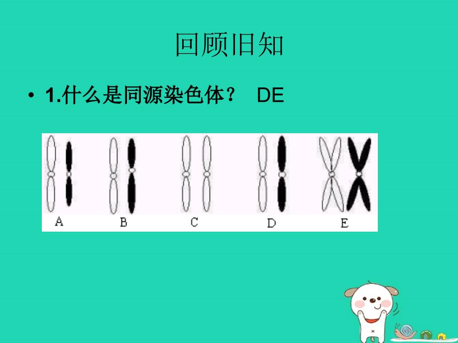 高中生物 第二章 基因和染色体的关系 第01节 减数分裂（2）优质课件 新人教版必修2_第2页