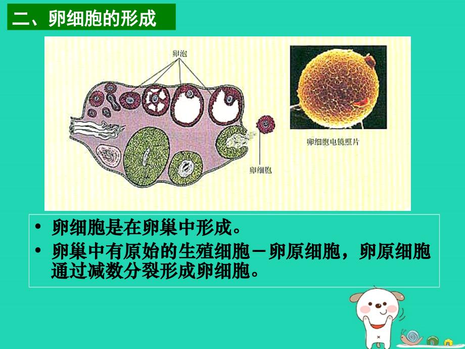 高中生物 第二章 基因和染色体的关系 第01节 减数分裂（2）优质课件 新人教版必修2_第4页