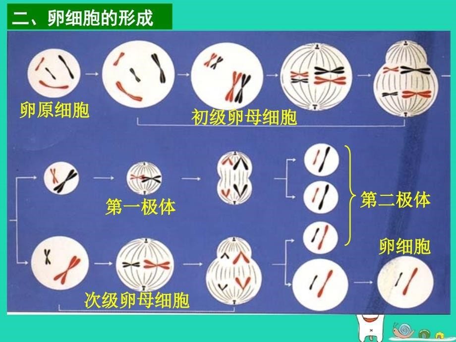 高中生物 第二章 基因和染色体的关系 第01节 减数分裂（2）优质课件 新人教版必修2_第5页